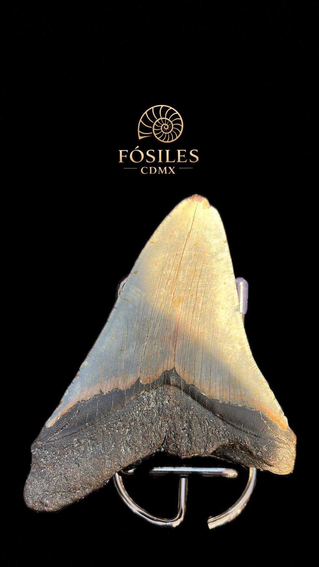 Diente de megalodon -14cm
