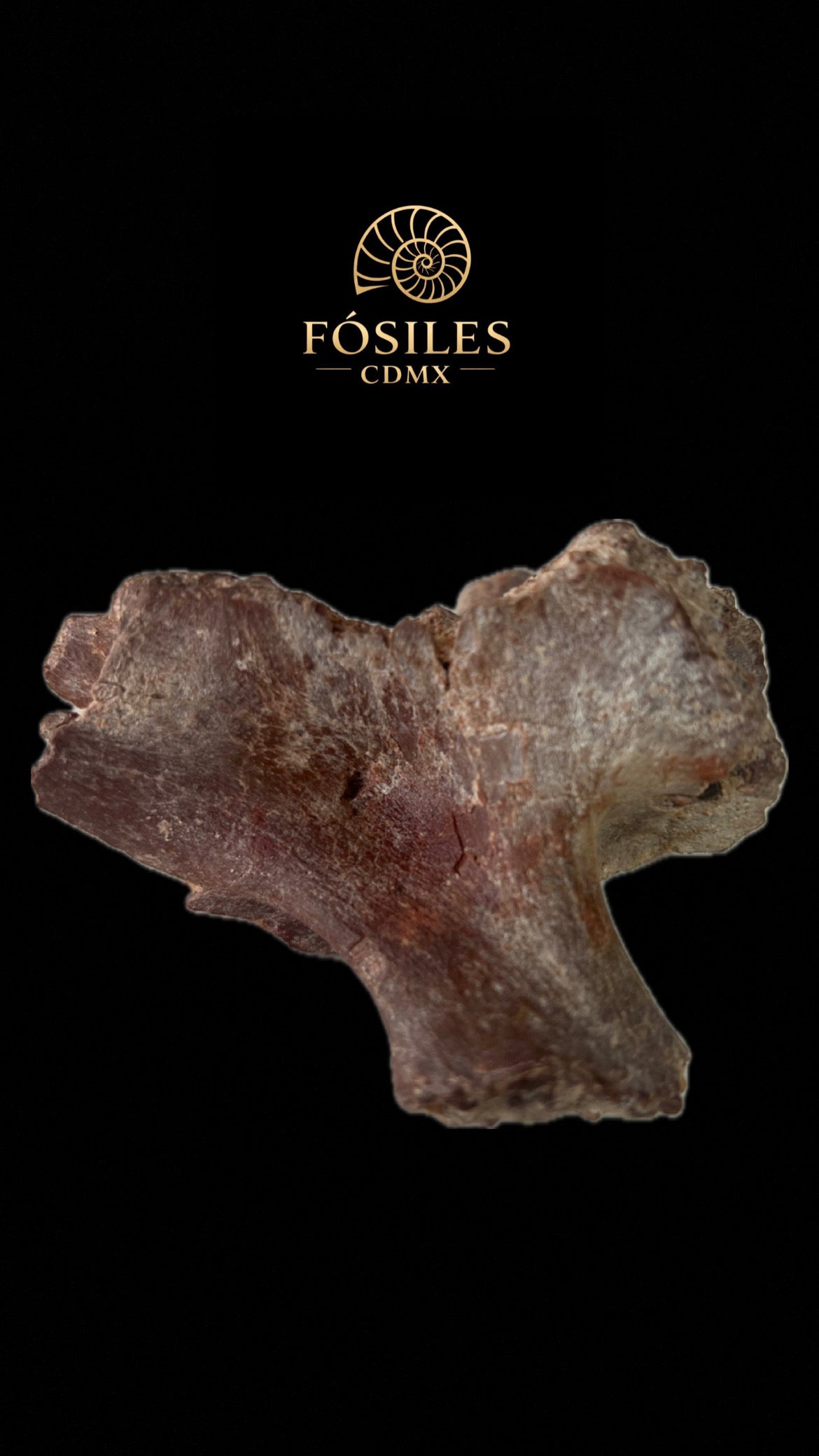 Vértebra de Spinosaurus-10cm