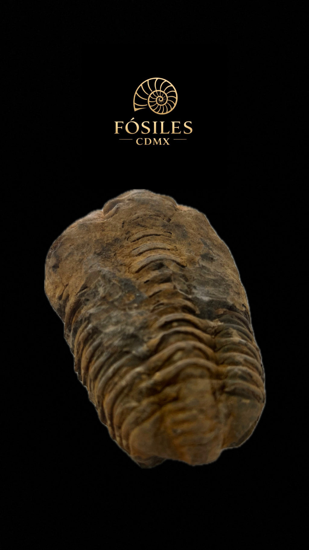 Trilobite #2