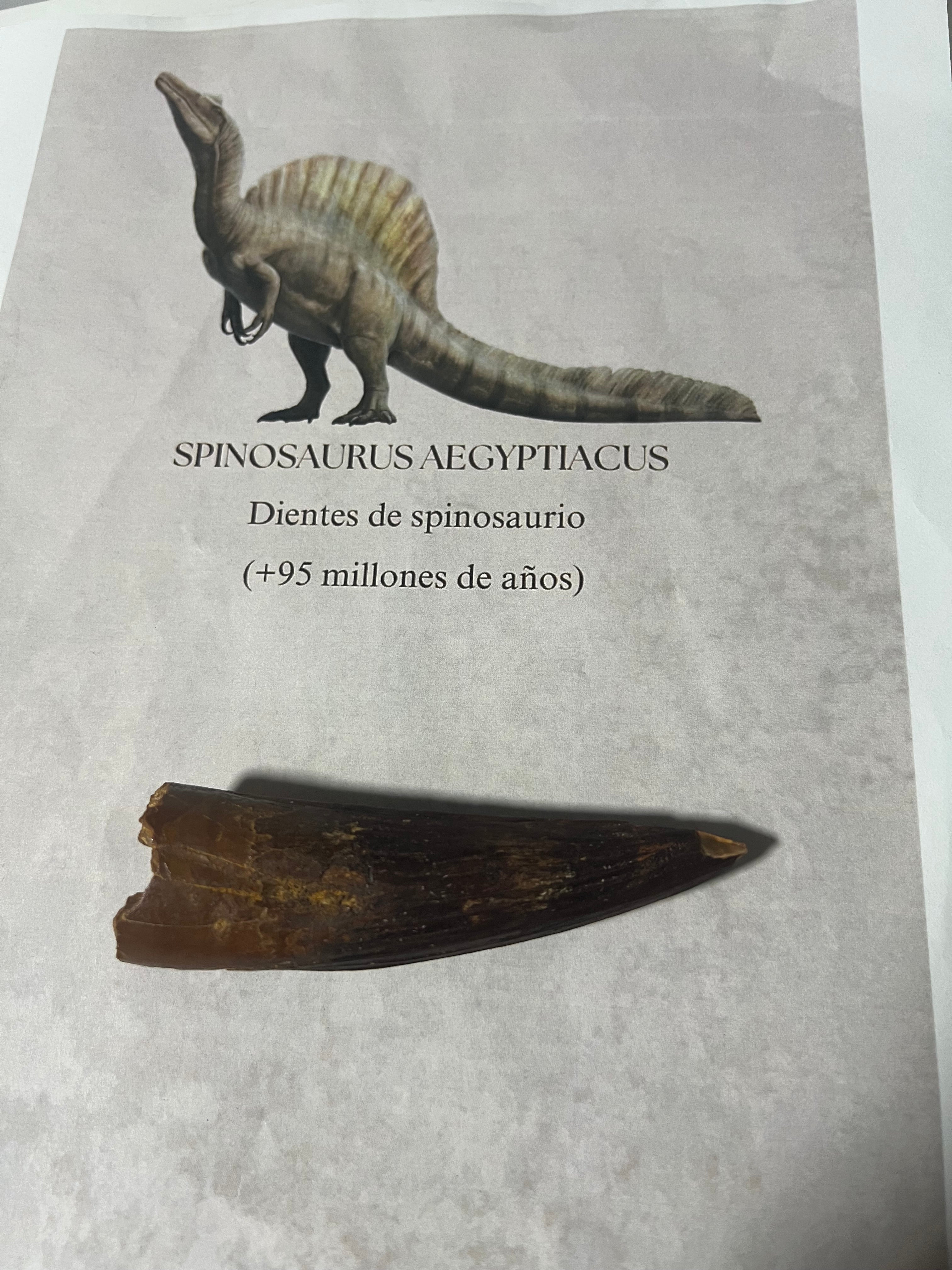 Gran diente de spinosaurio-12cm