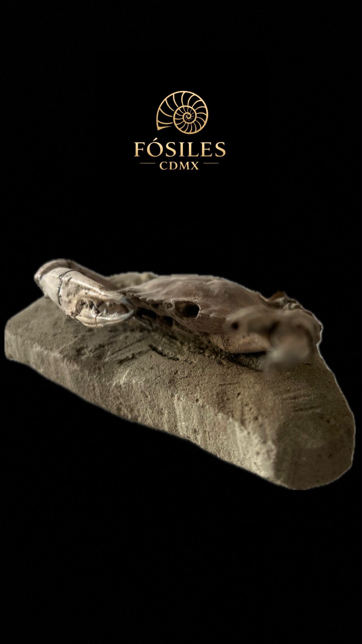 Cangrejo fosilizado