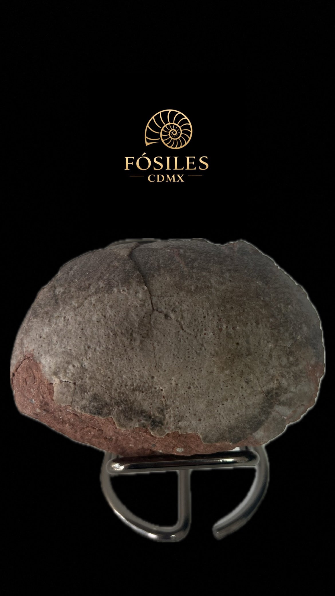 Huevo de dinosaurio (protoceratops) -14cm