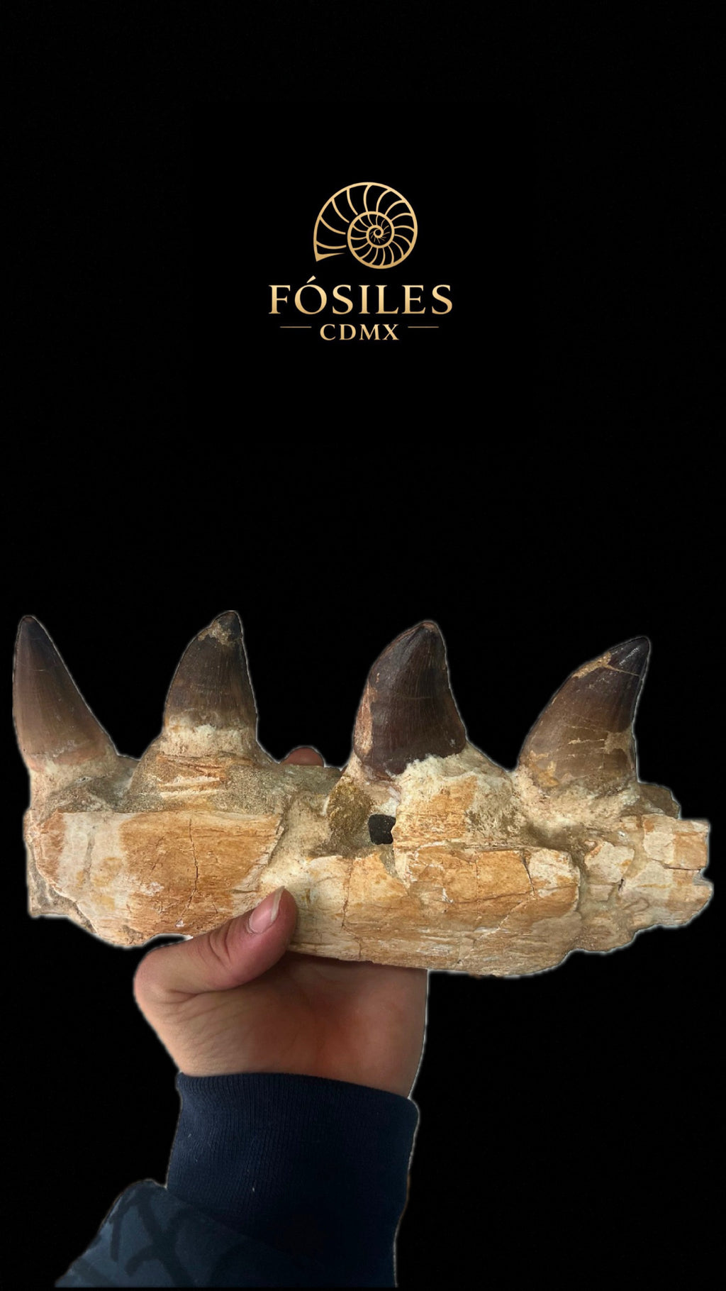 Súper mandíbula de mosasaurio-35cm