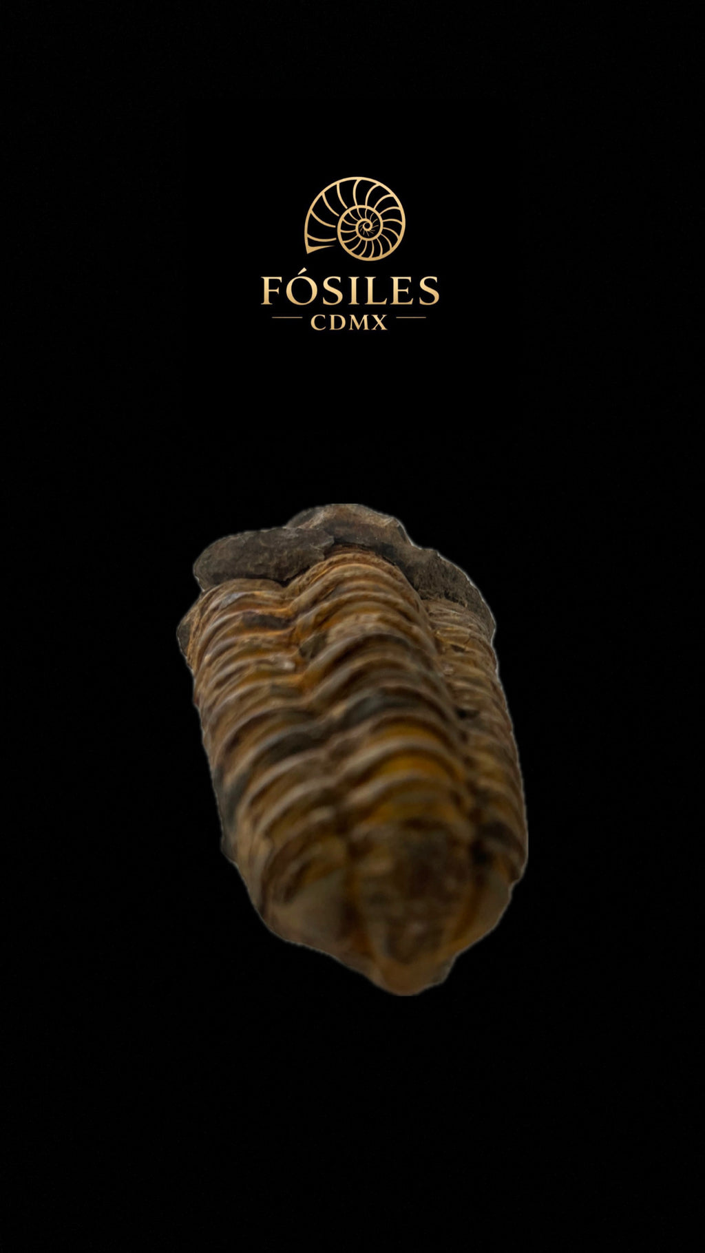 Trilobite