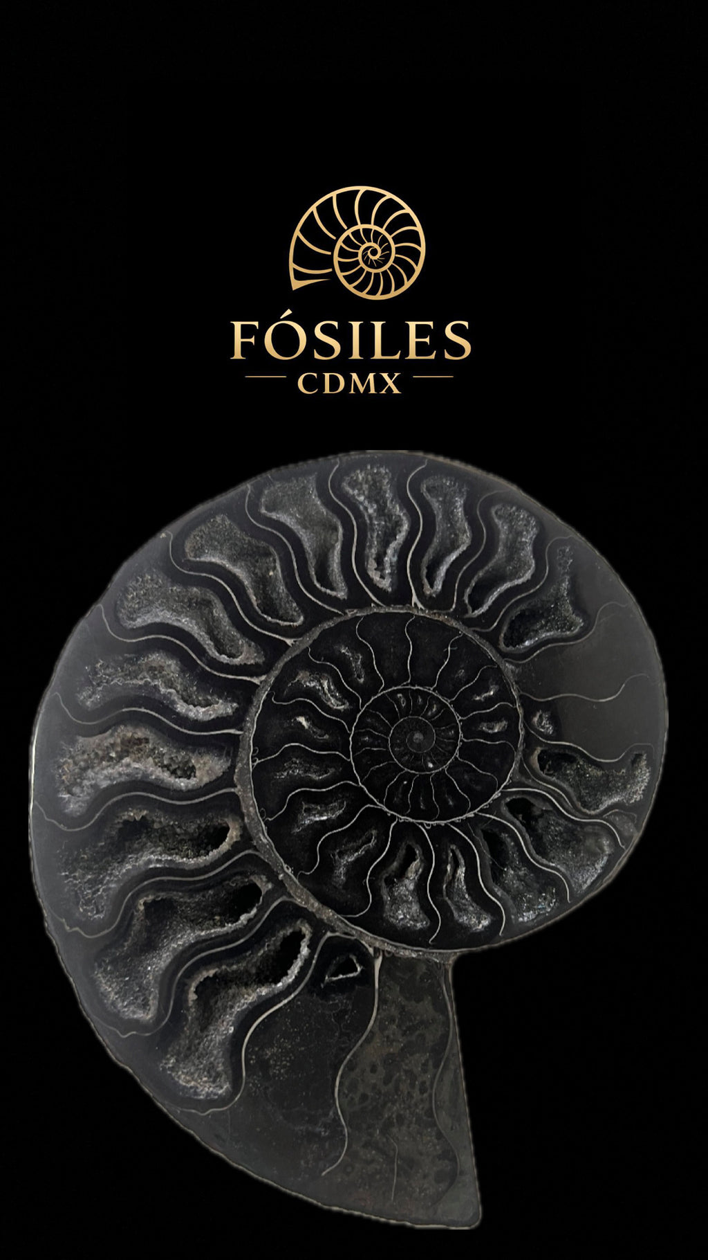 Amonite cleoniceras negro pulido -15x15cm