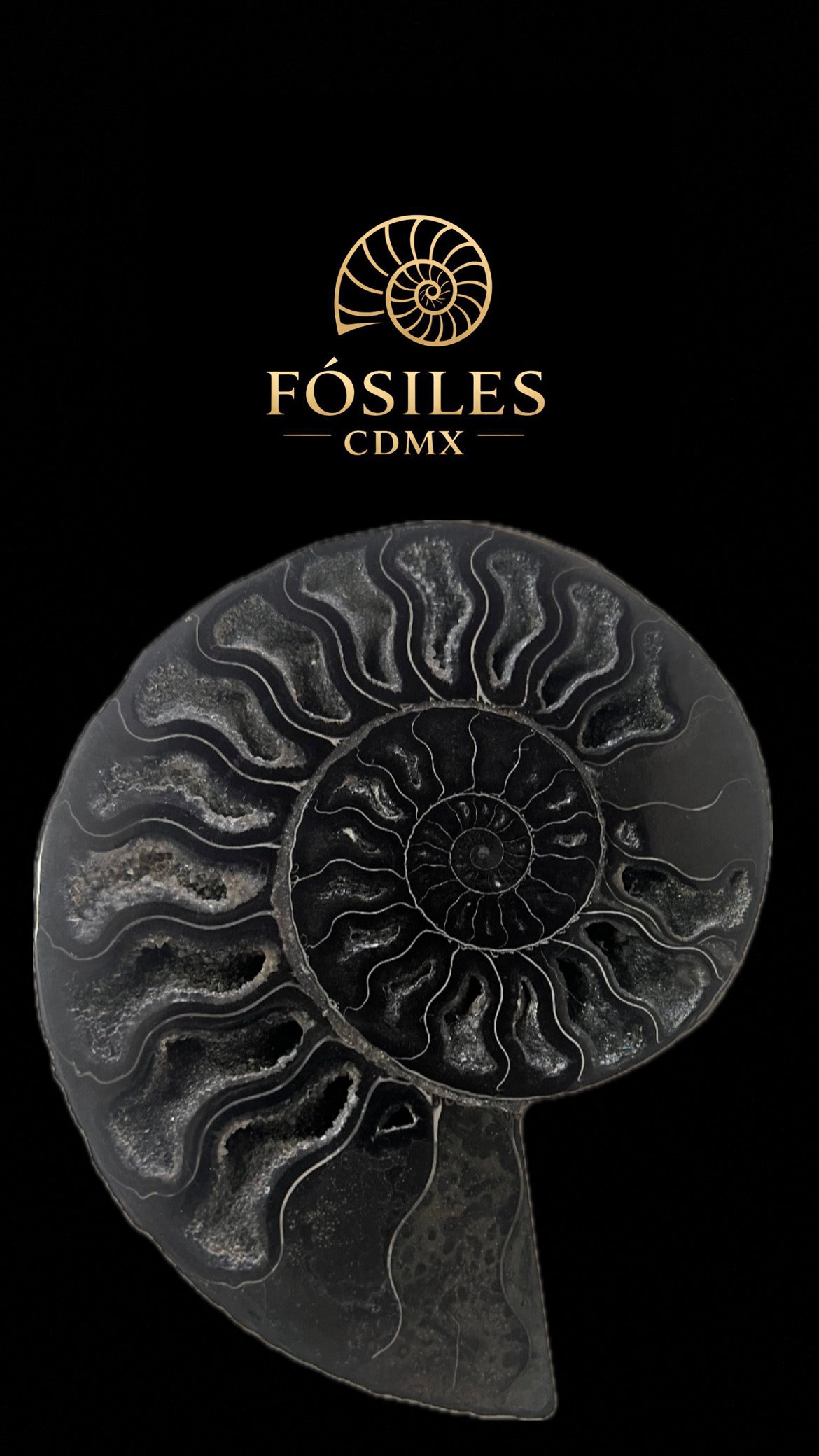 Amonite cleoniceras negro pulido -15x15cm
