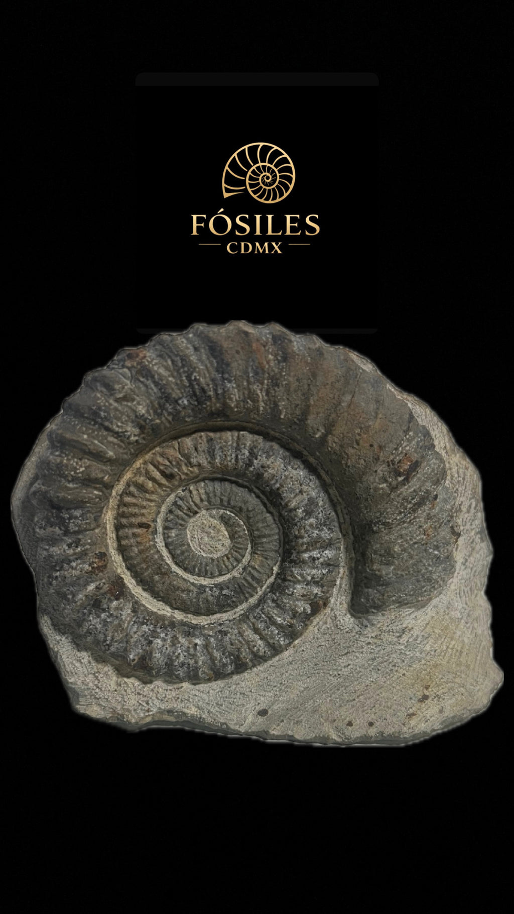 Amonite Perisphinctes-15cm