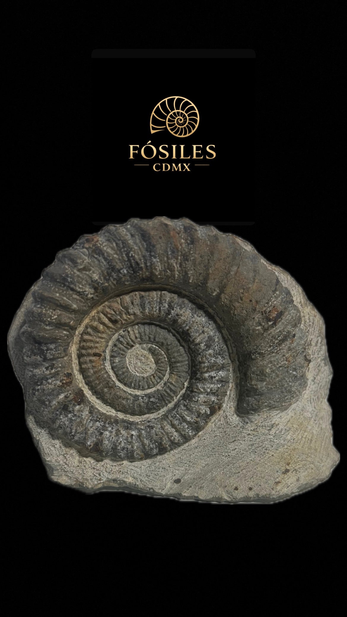 Amonite Perisphinctes-15cm