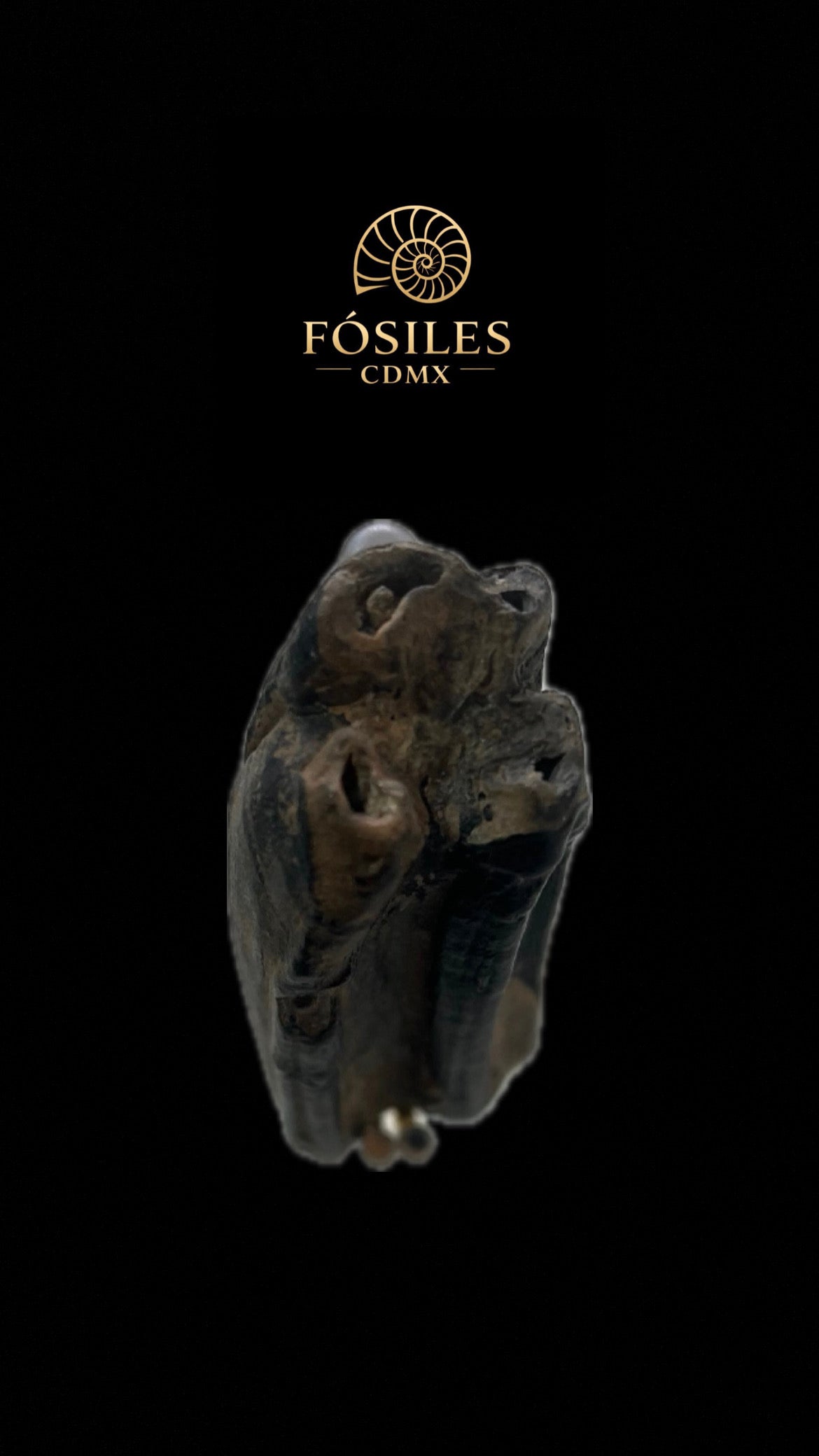 Diente de caballo prehistórico-3x8cm