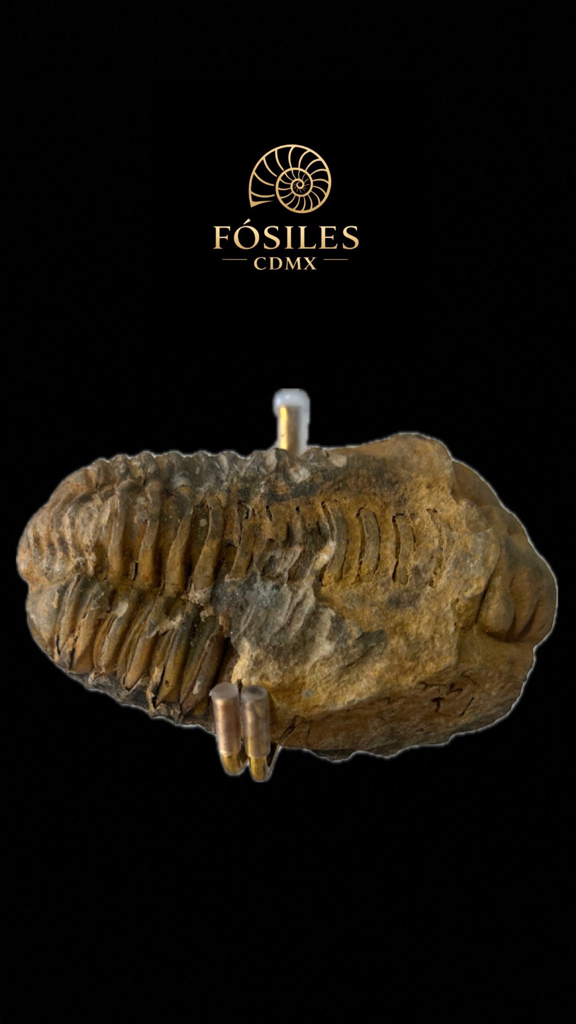 Trilobite #2