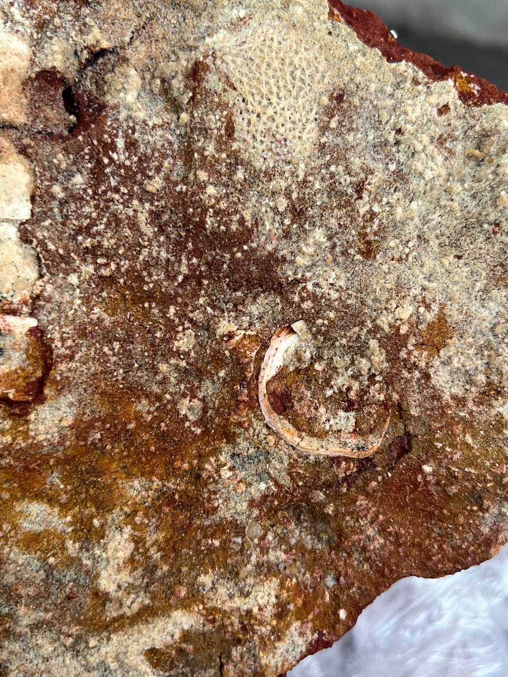 Onchopristis (Vértebras, piel, escamas y microdientes)