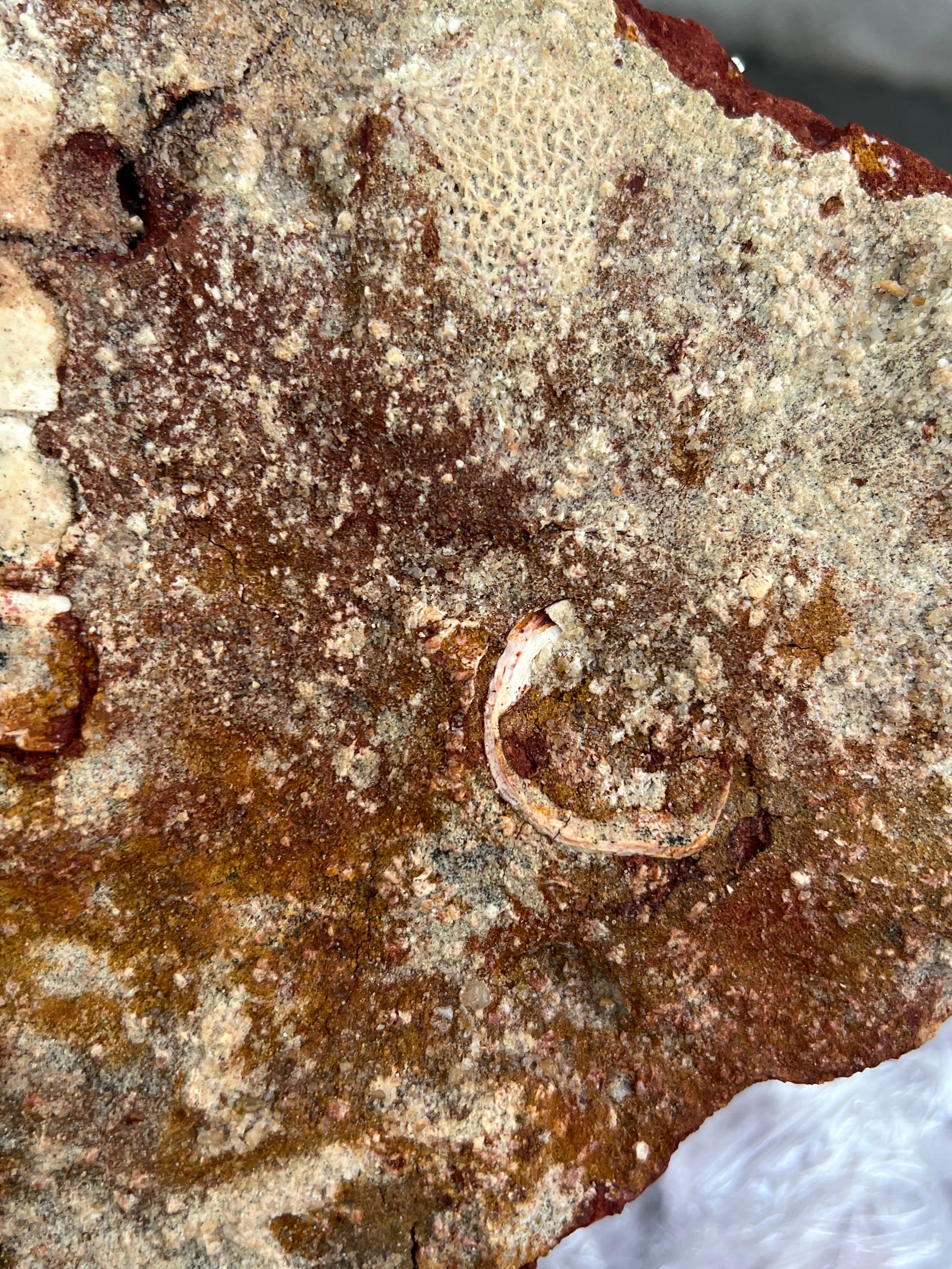 Onchopristis (Vértebras, piel, escamas y microdientes)