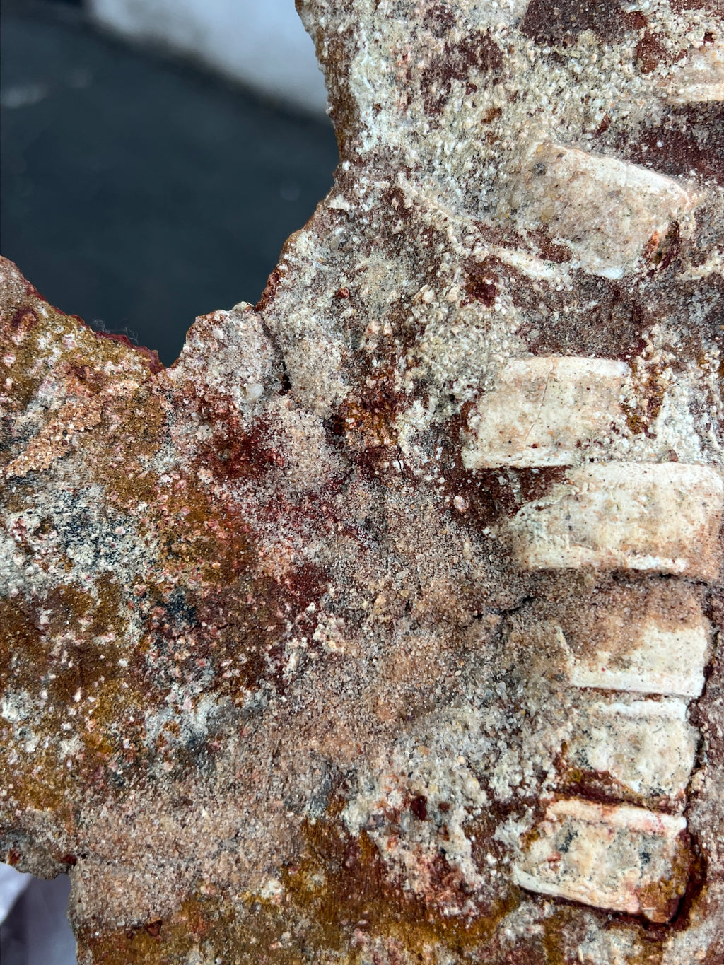 Onchopristis (Vértebras, piel, escamas y microdientes)