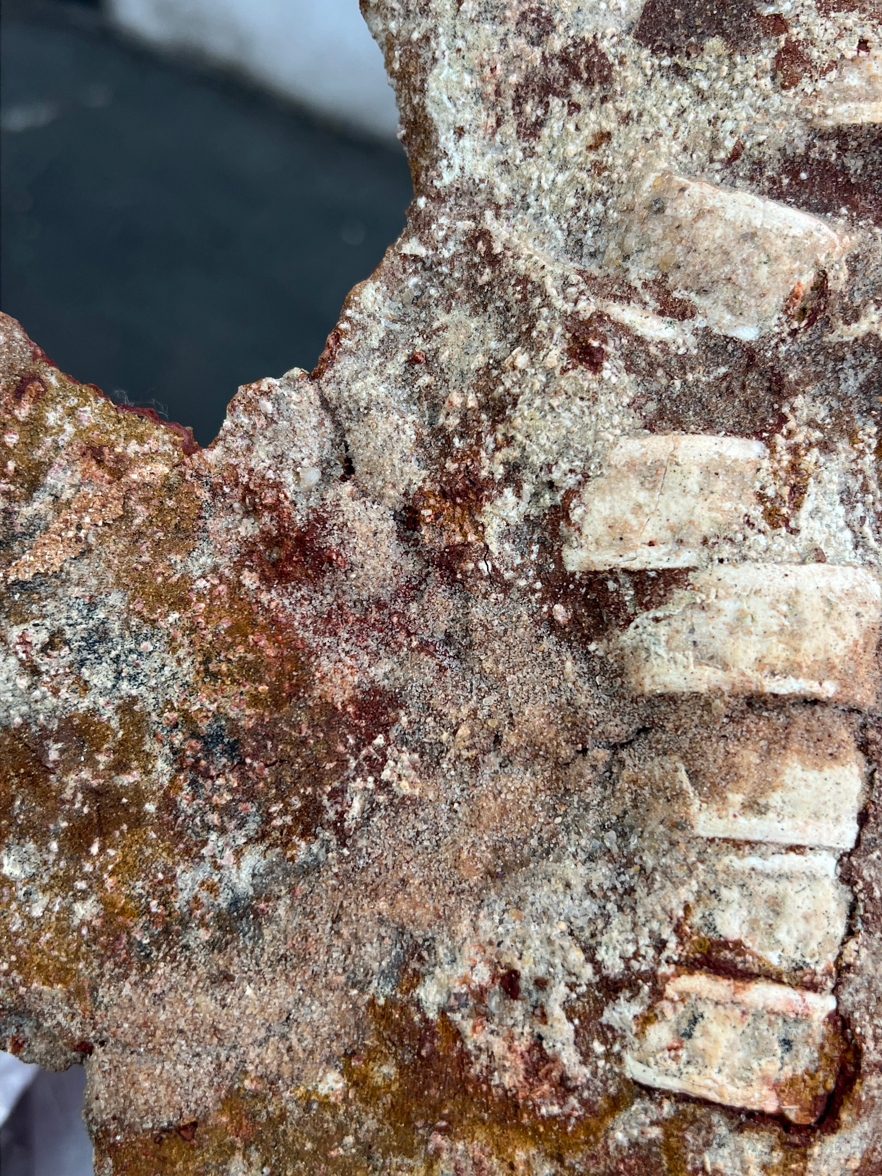 Onchopristis (Vértebras, piel, escamas y microdientes)
