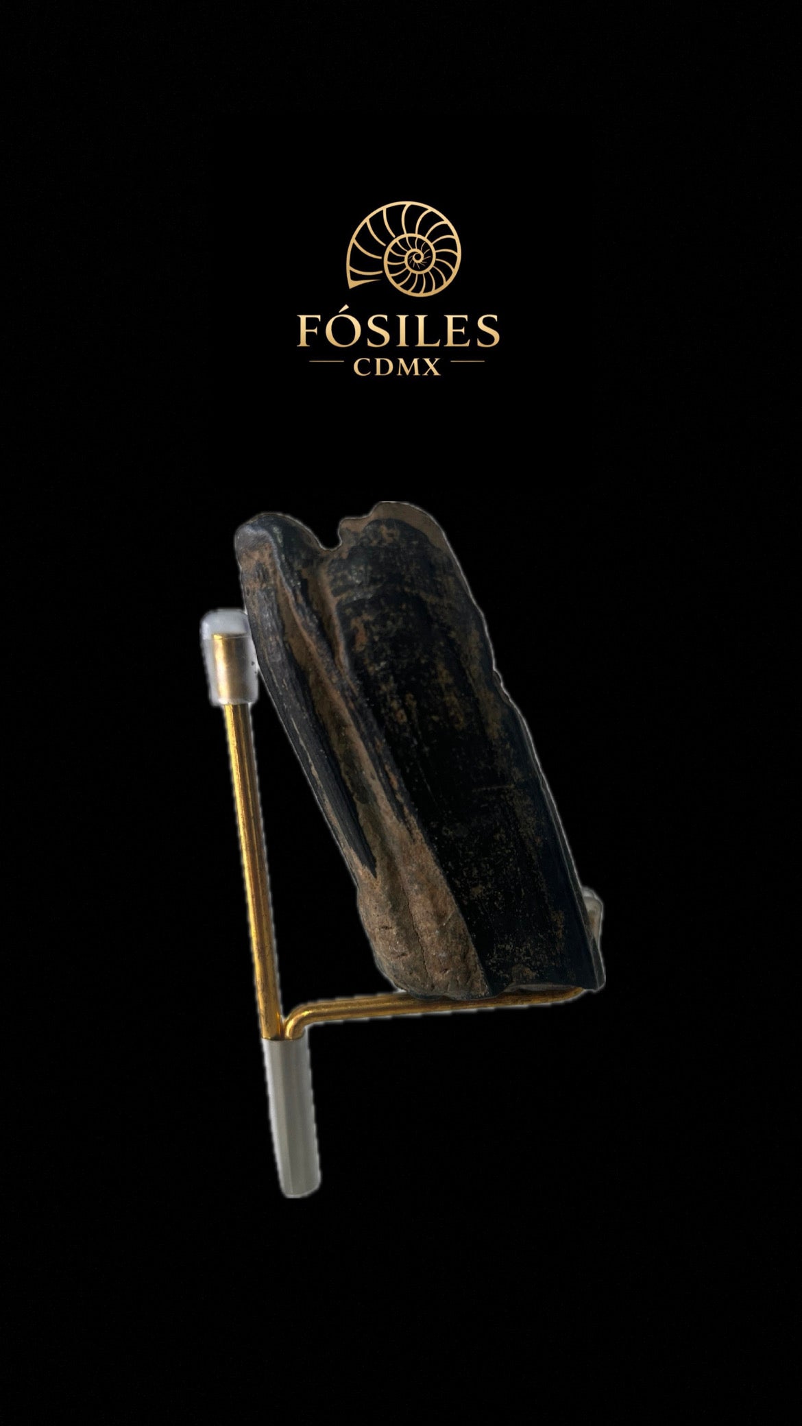 Diente de caballo prehistórico-3x8cm