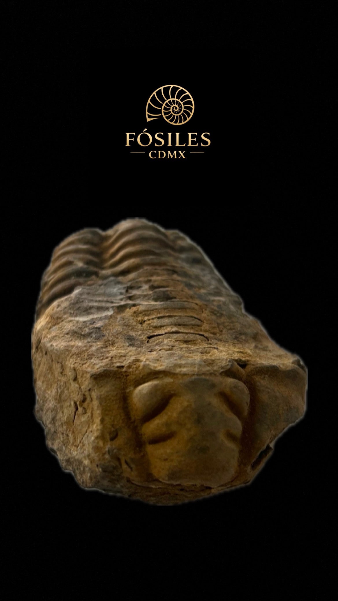 Trilobite #2