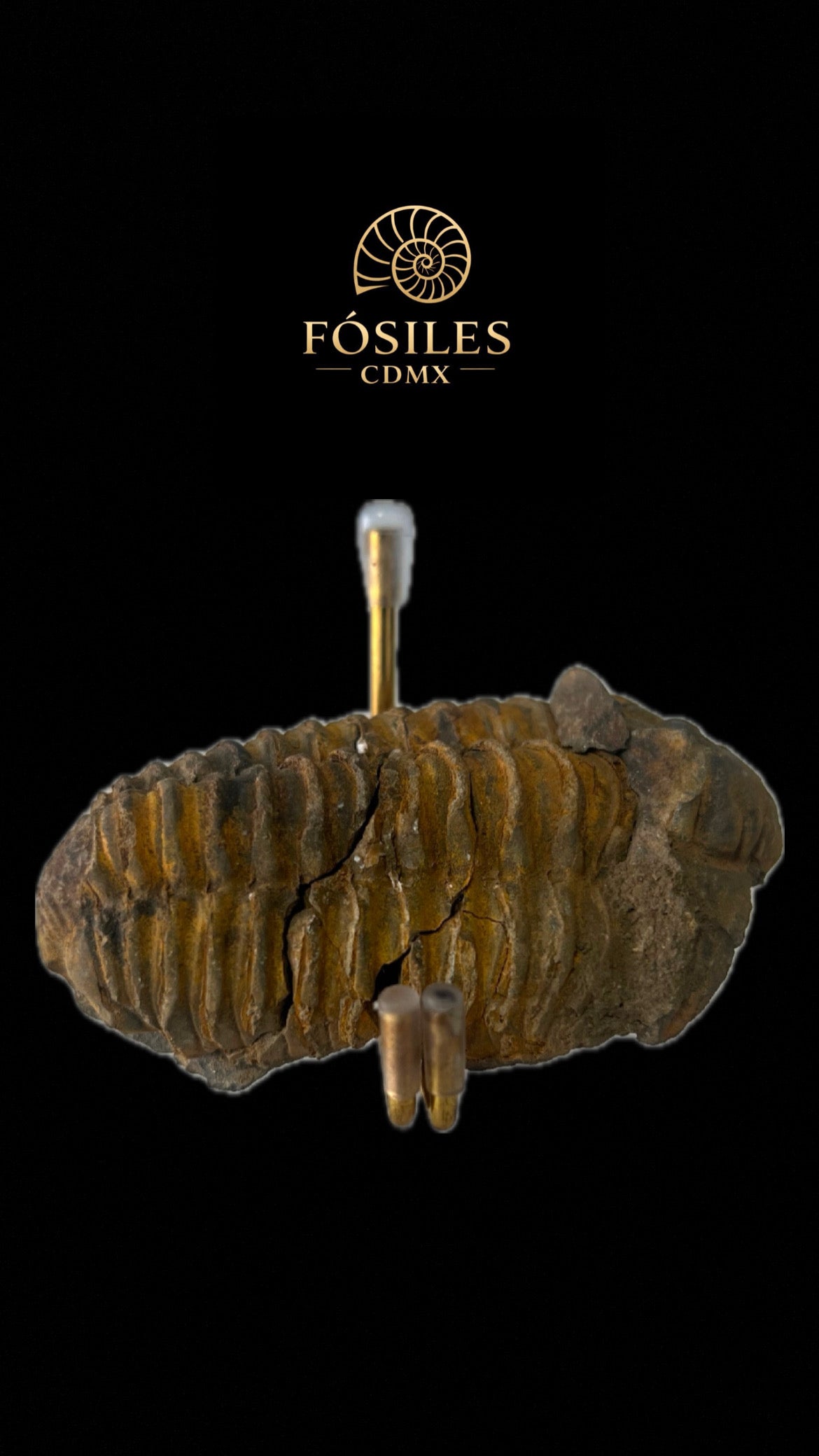 Trilobite