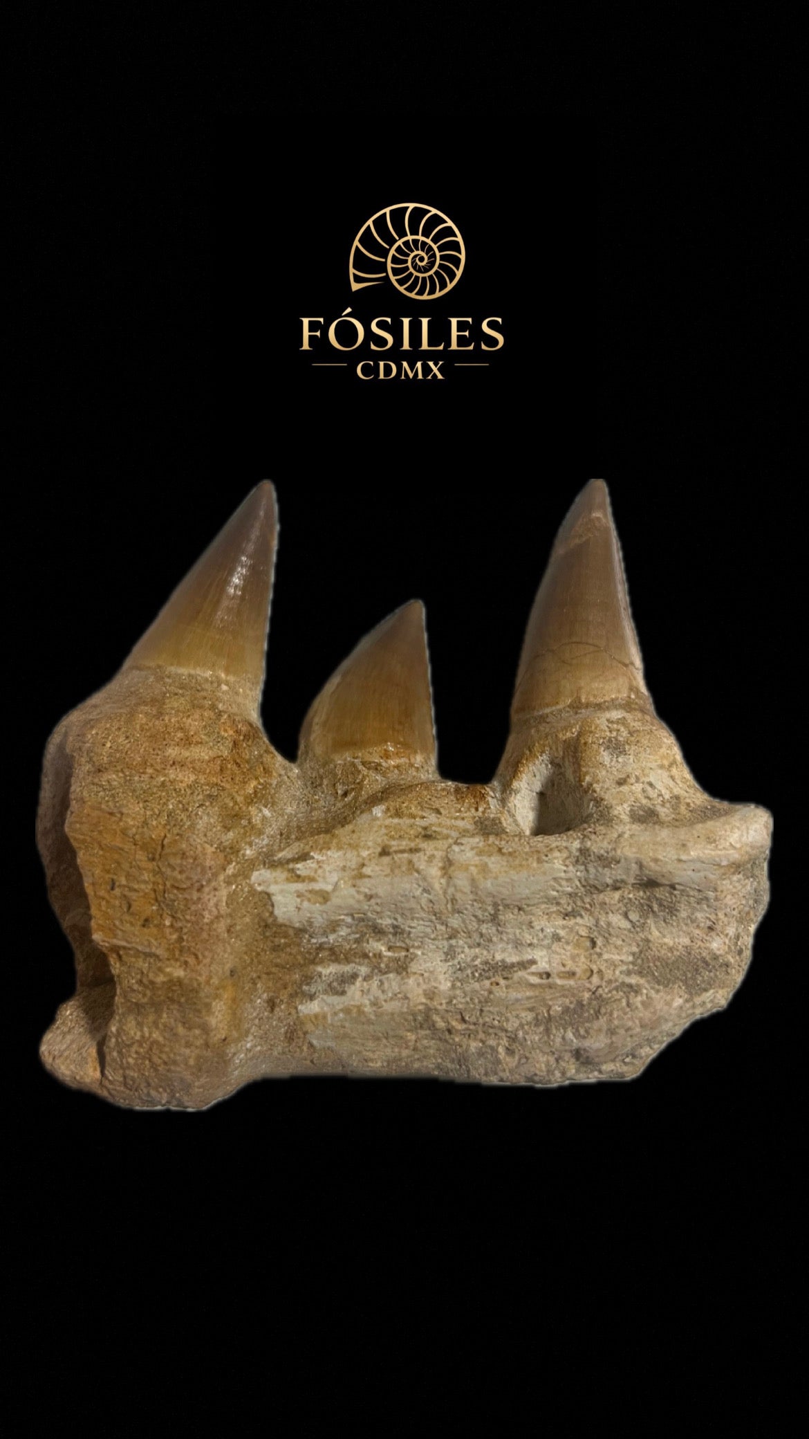 Mandíbula de mosasaurio-13cm