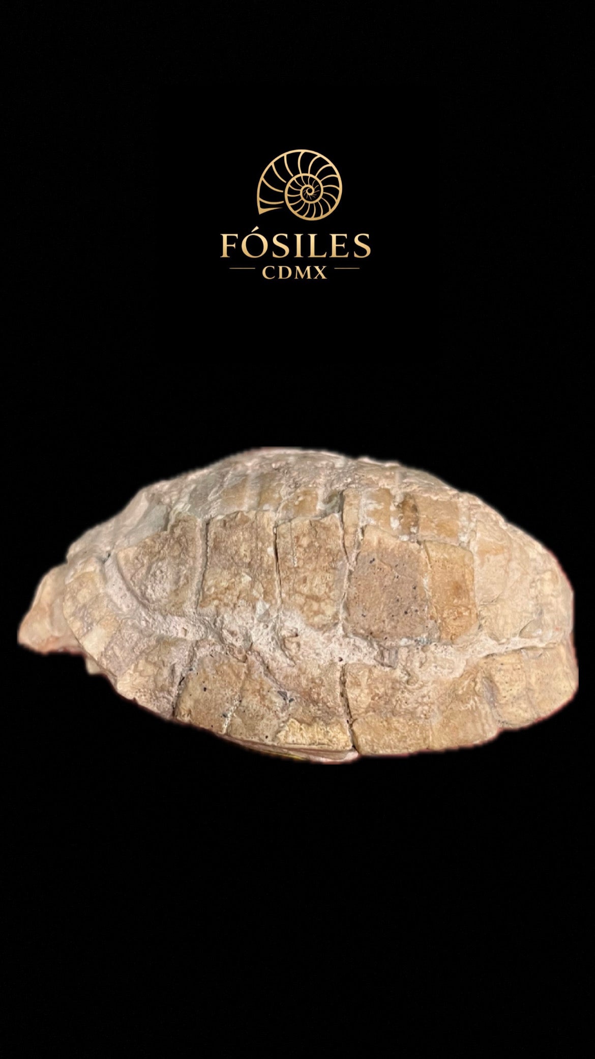 Tortuga fósil