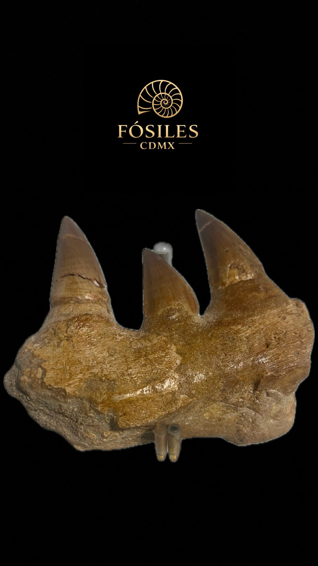 Mandíbula de mosasaurio-13cm