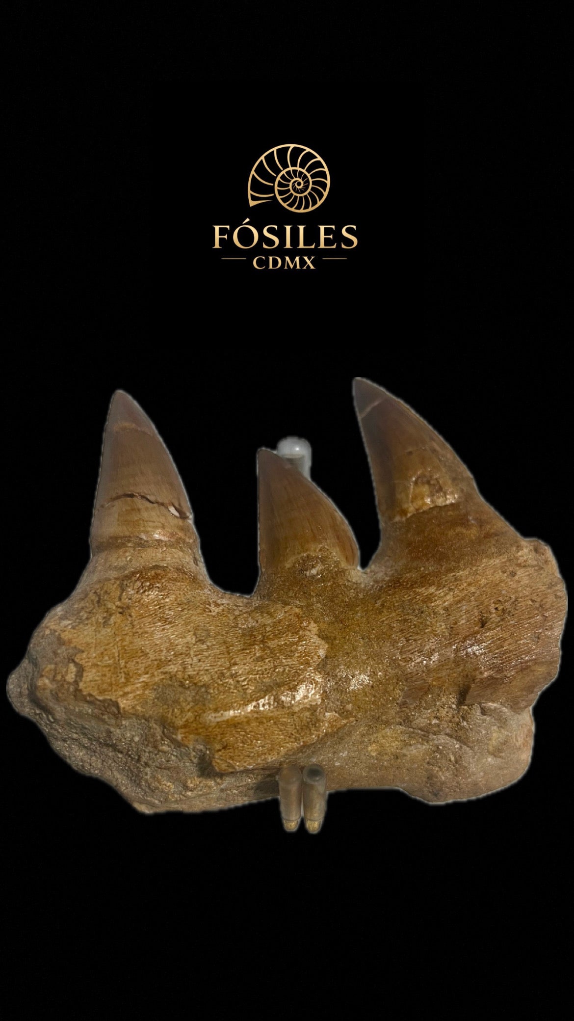 Mandíbula de mosasaurio-13cm