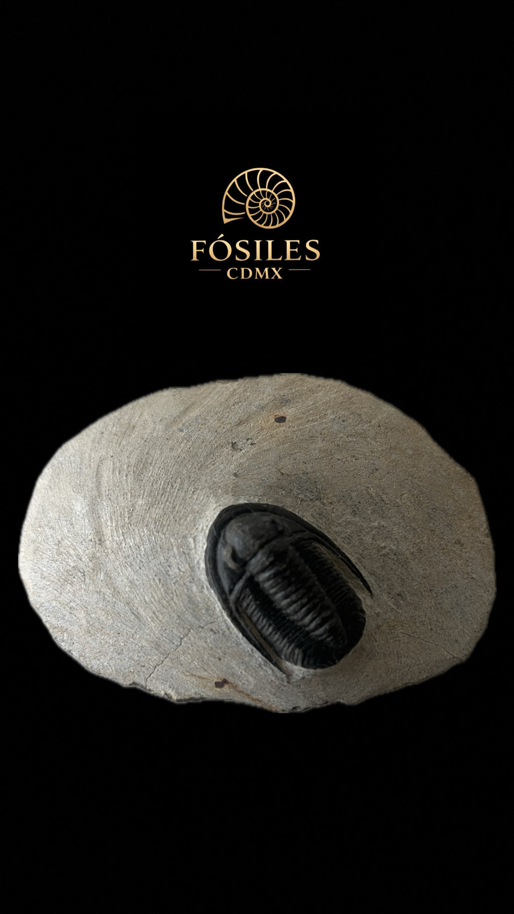 Trilobite cornuproteus -10cm