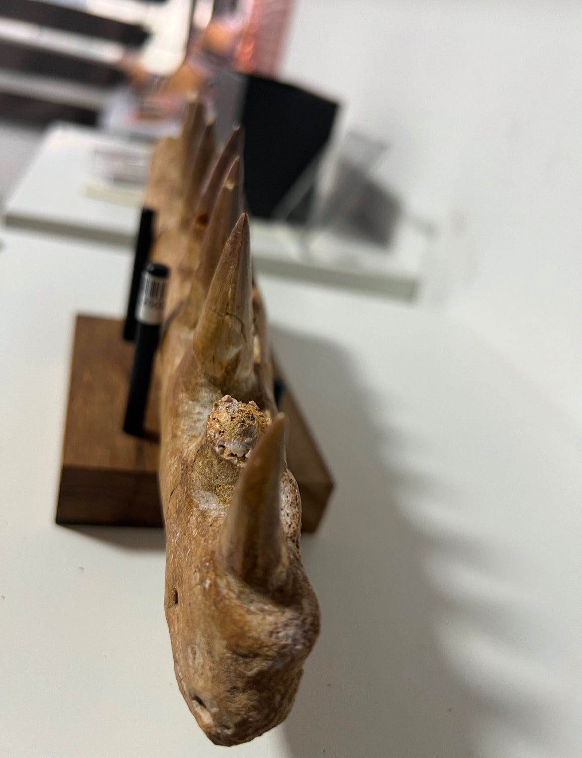 Mandíbula de mosasaurio grande con base-30cm