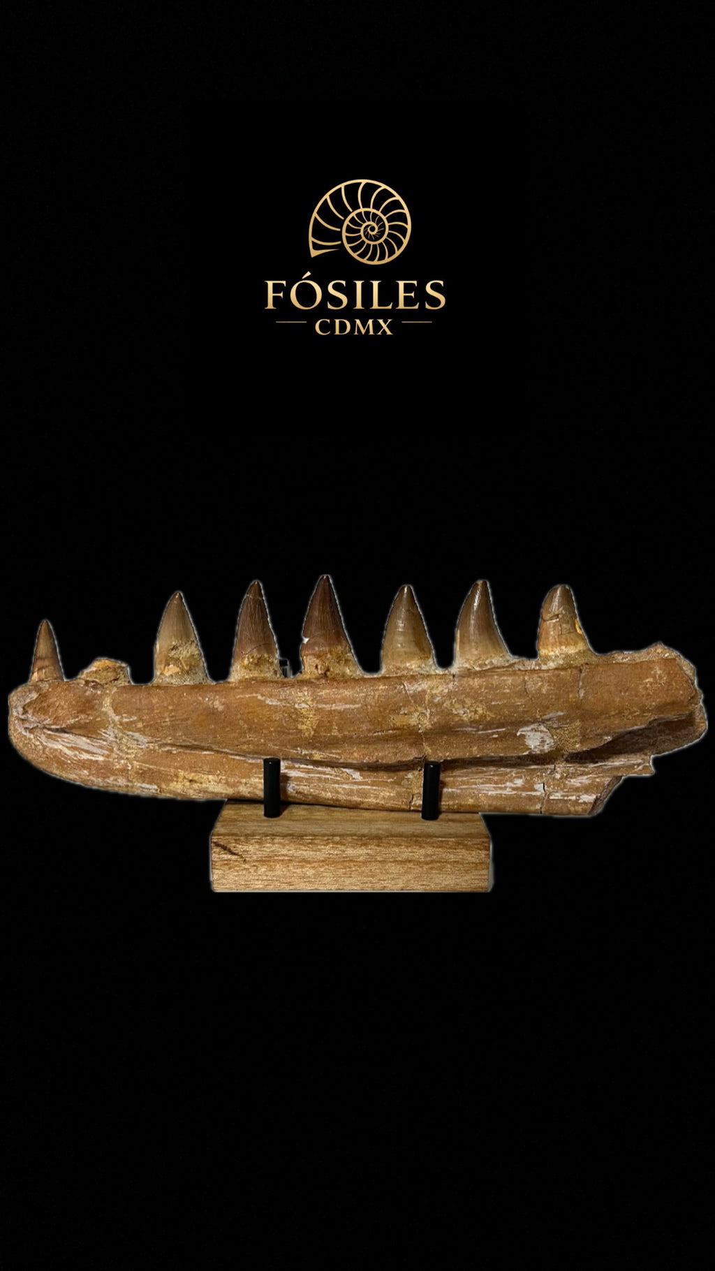 Mandíbula de mosasaurio grande con base-30cm