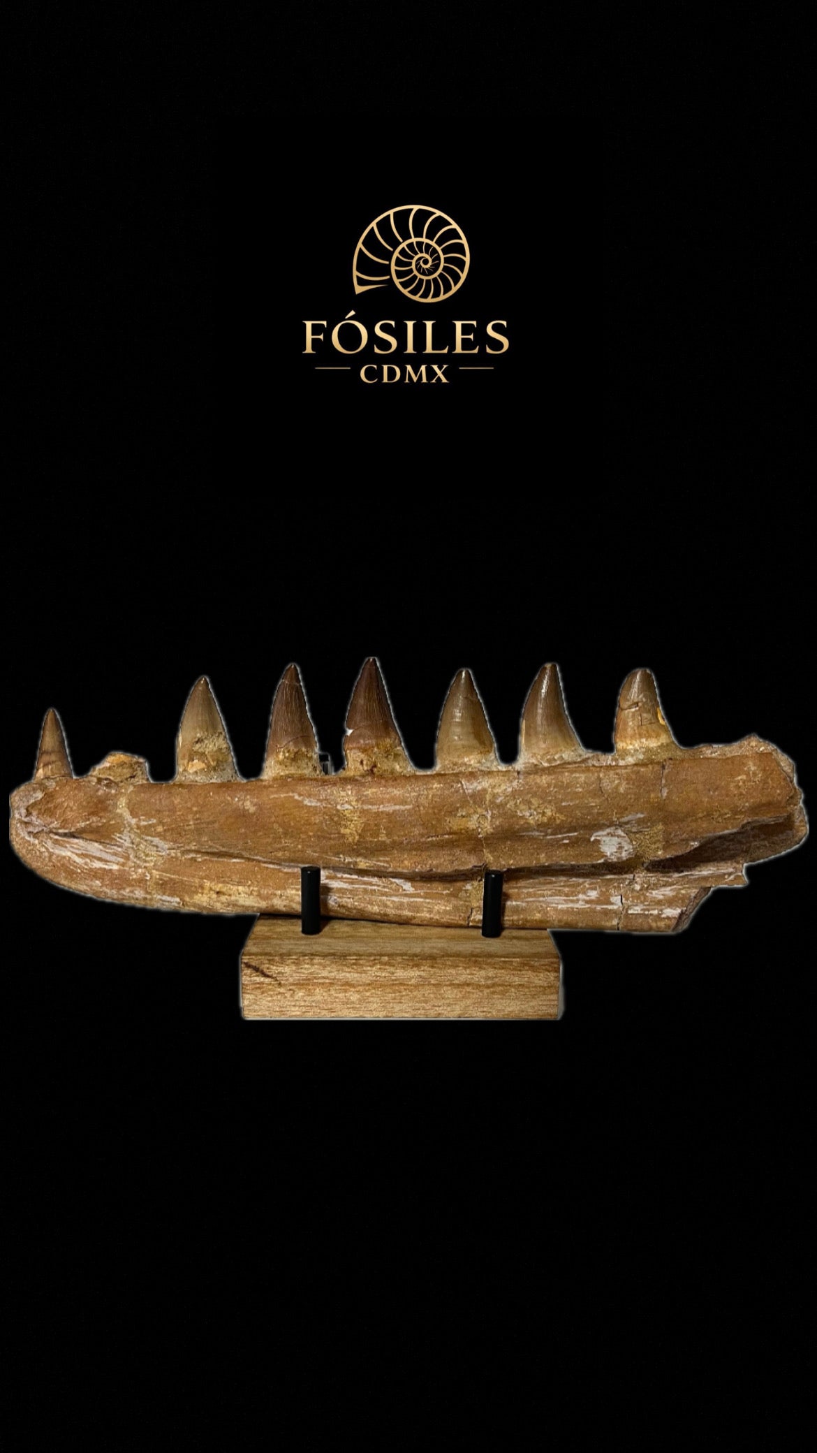 Mandíbula de mosasaurio grande con base-30cm