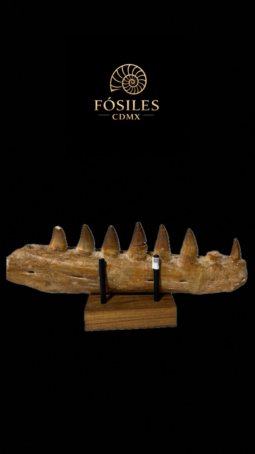 Mandíbula de mosasaurio grande con base-30cm