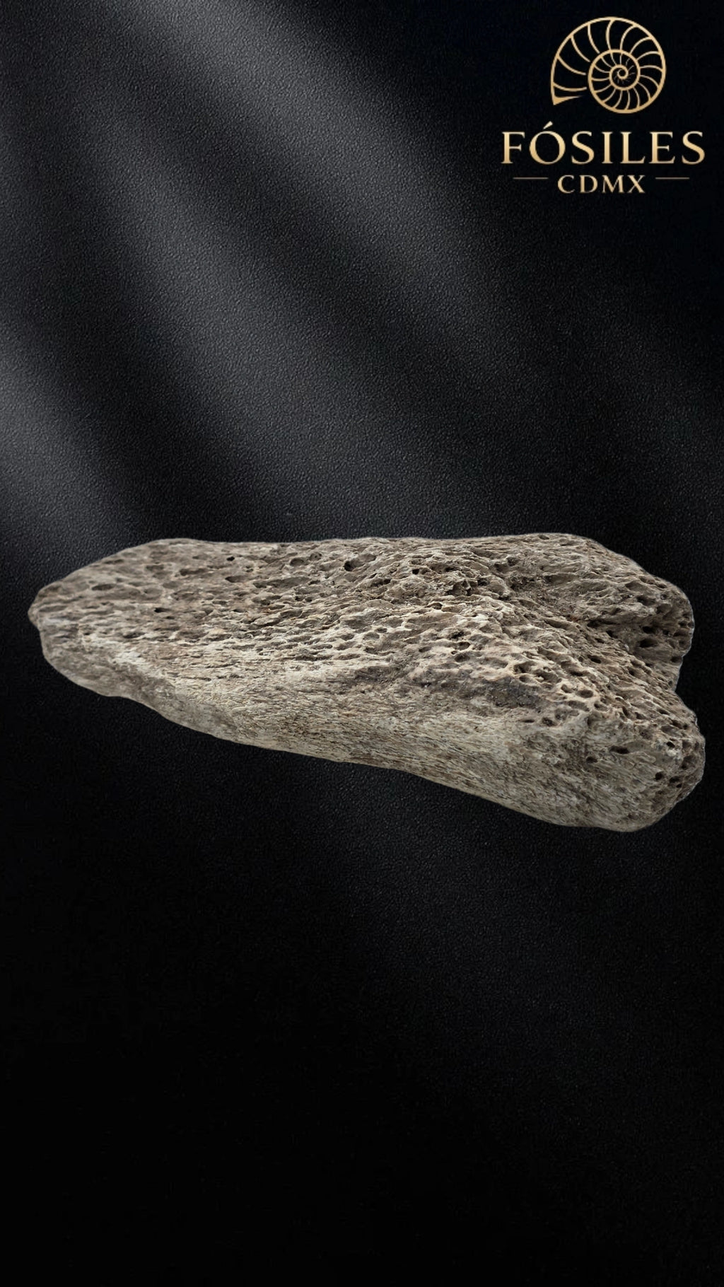 Fragmento de hueso de mamut #12