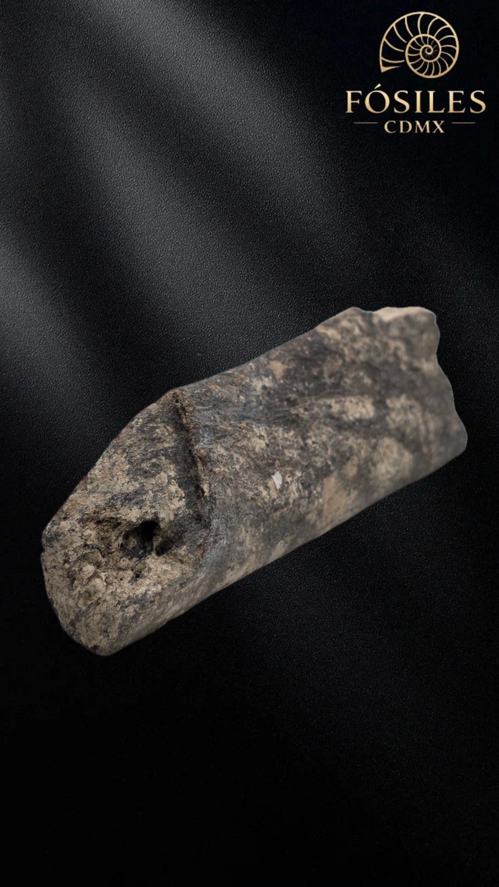 Fragmento de hueso de mamut #2