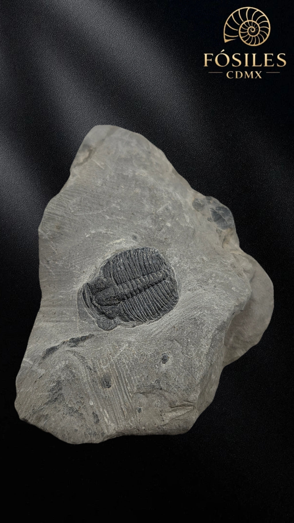Trilobite elrathia kingii #5
