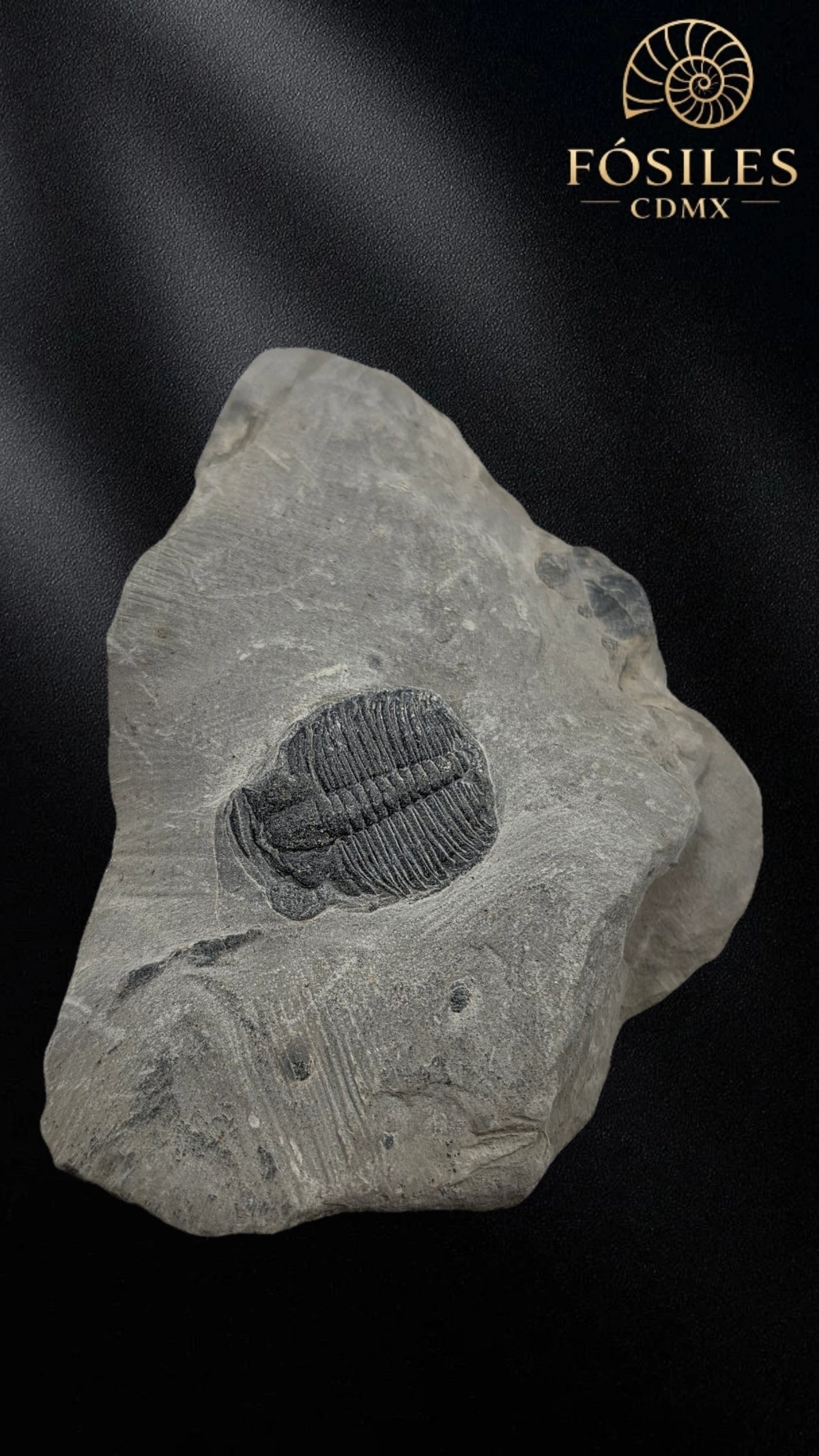 Trilobite elrathia kingii #5