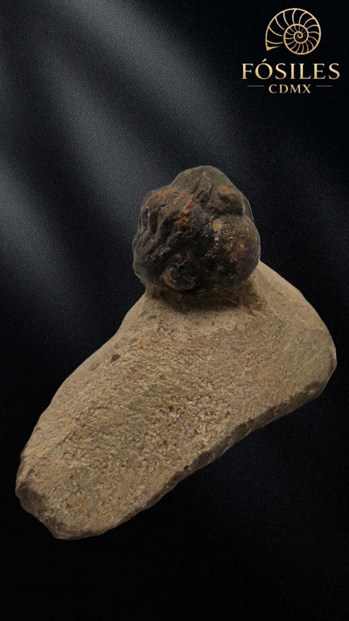 Trilobite enrollado en matriz #4