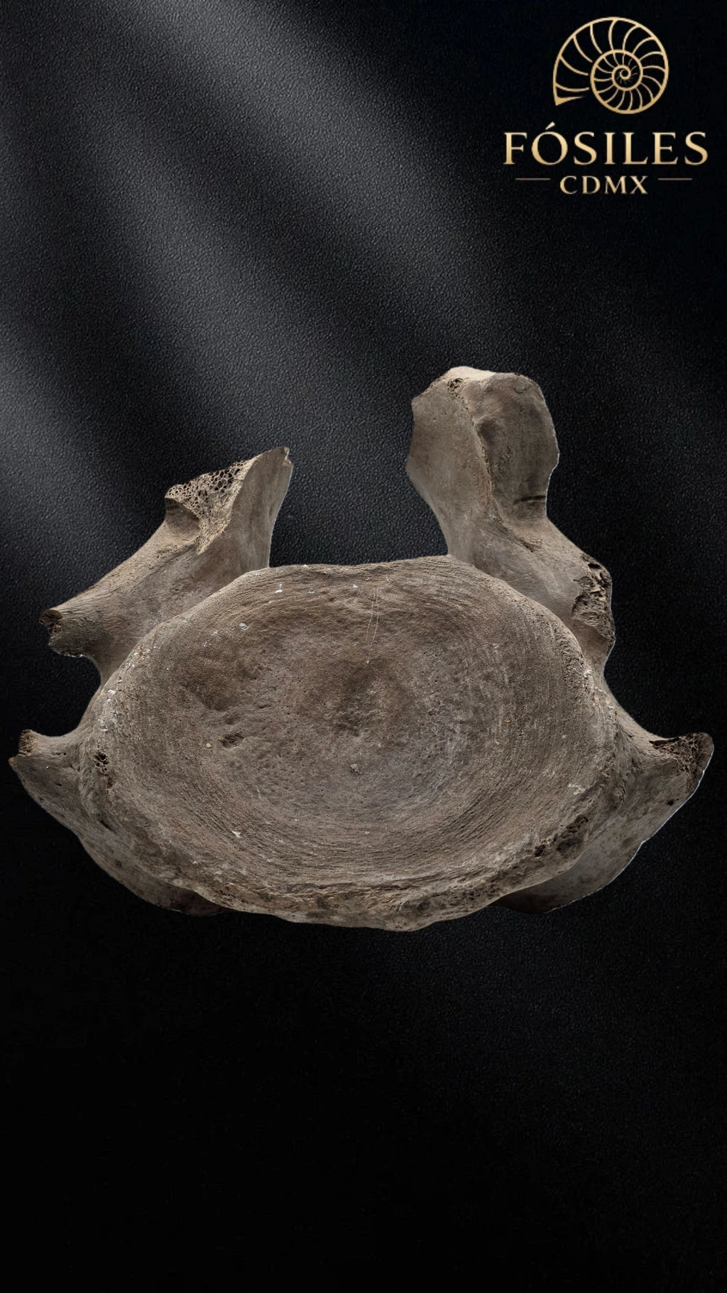 Vertebra de mamut