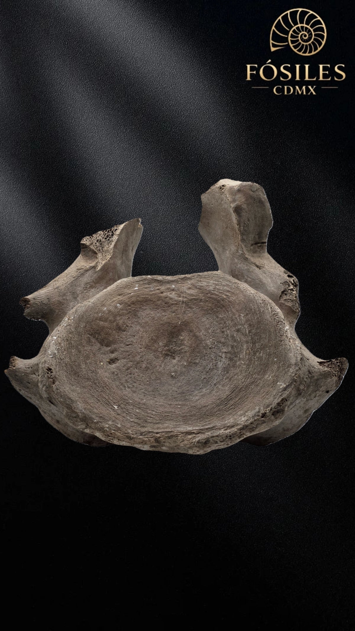 Vertebra de mamut