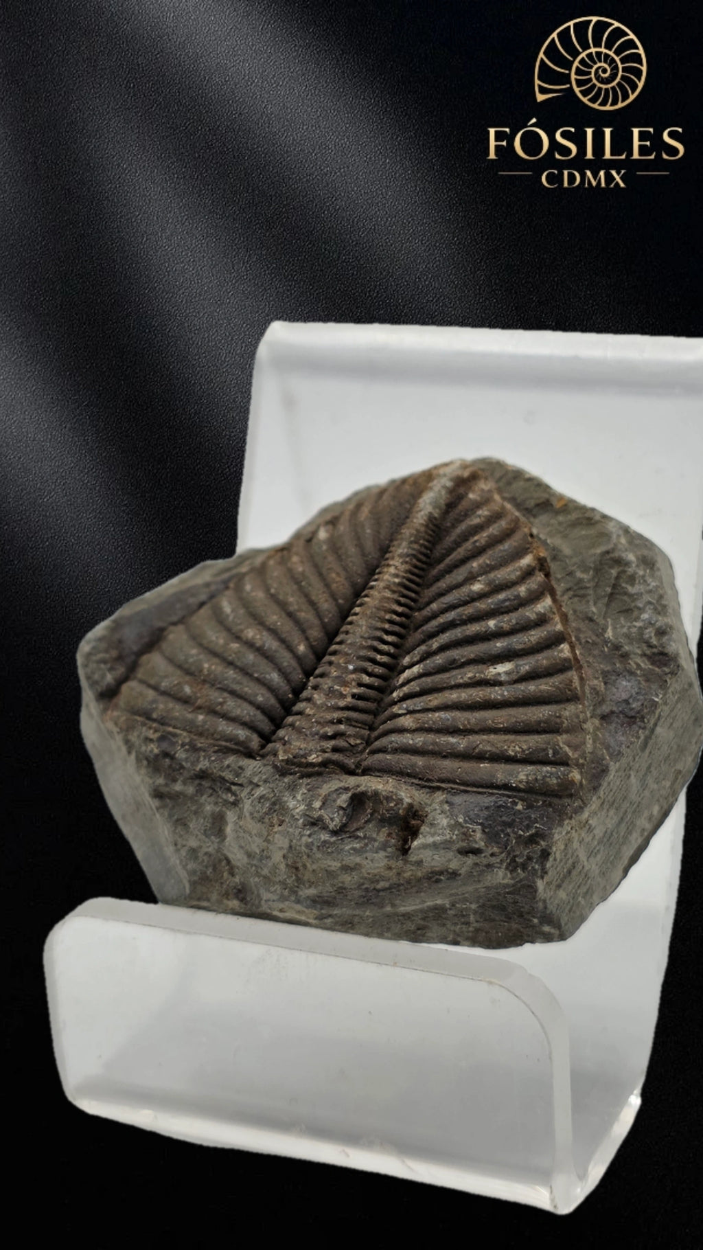 Trilobite coronocephalus #1