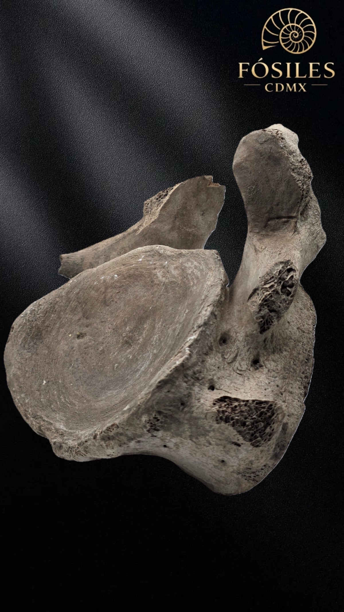 Vertebra de mamut
