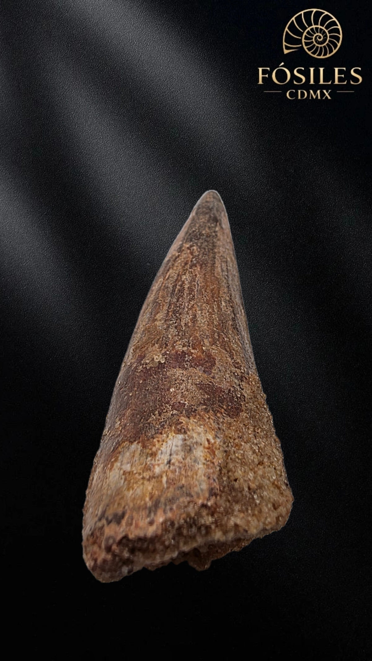 Diente grande de spinosaurus