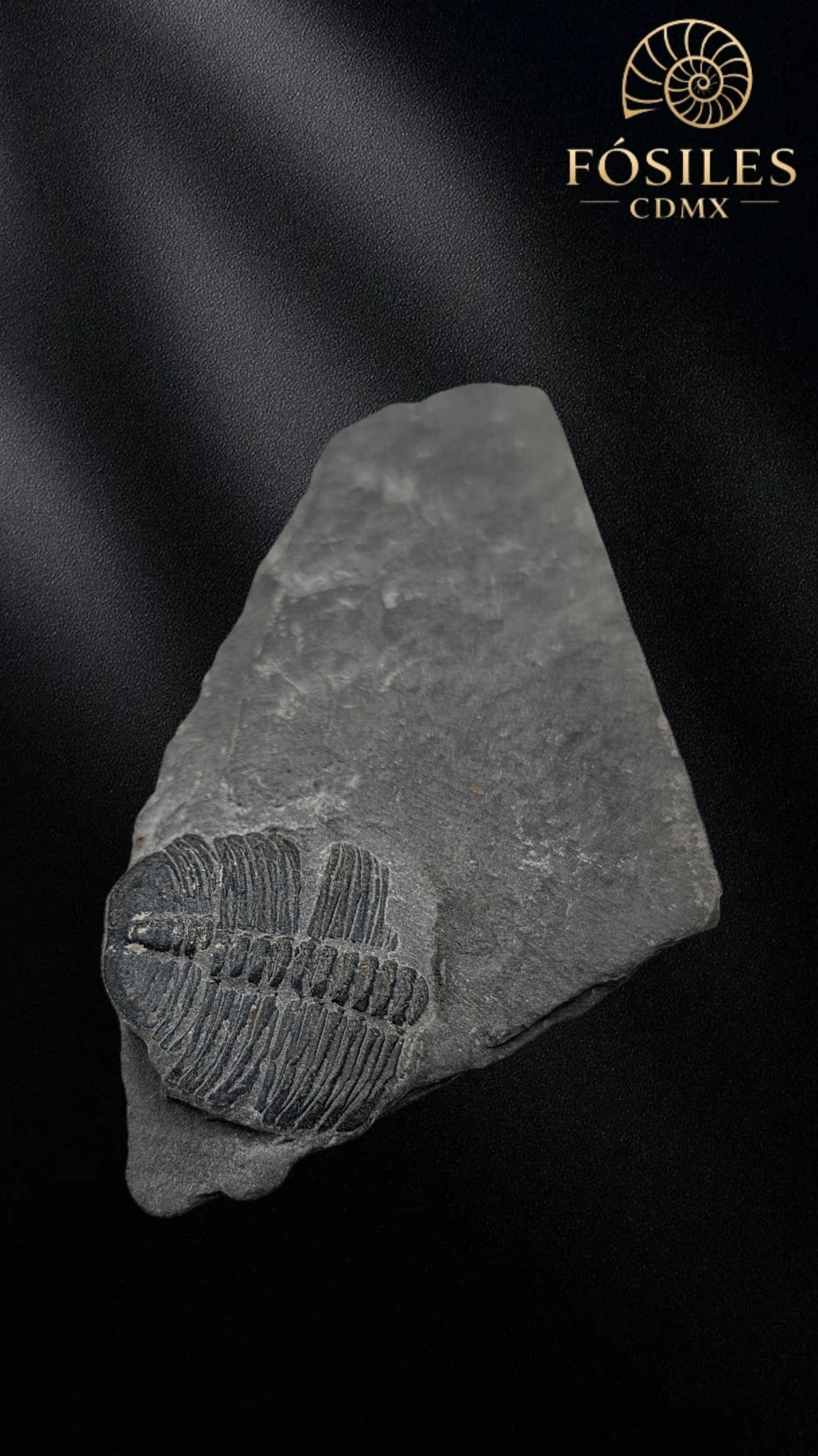 Trilobite elrathia kingii #9