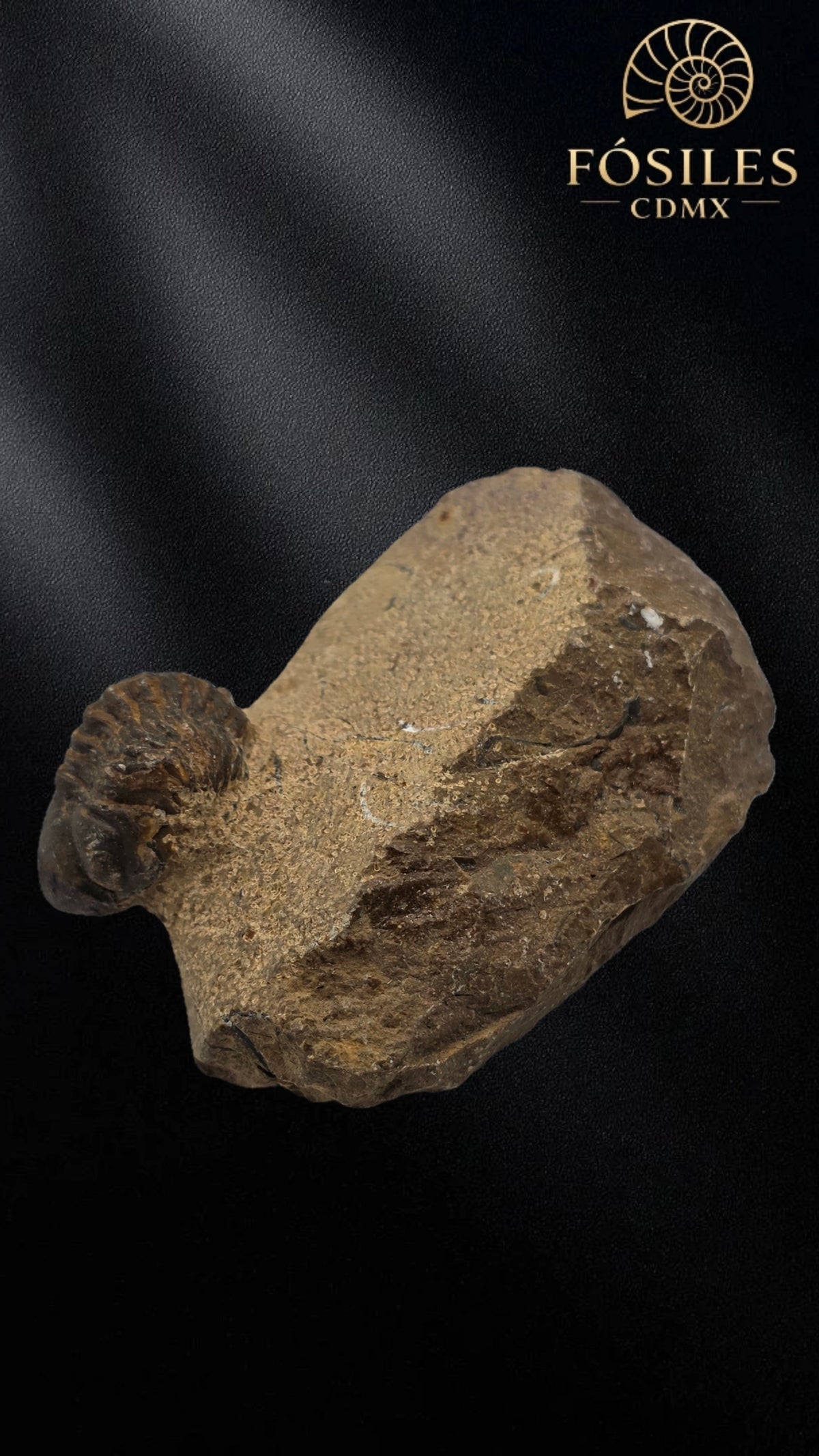 Trilobite enrollado en matriz #3