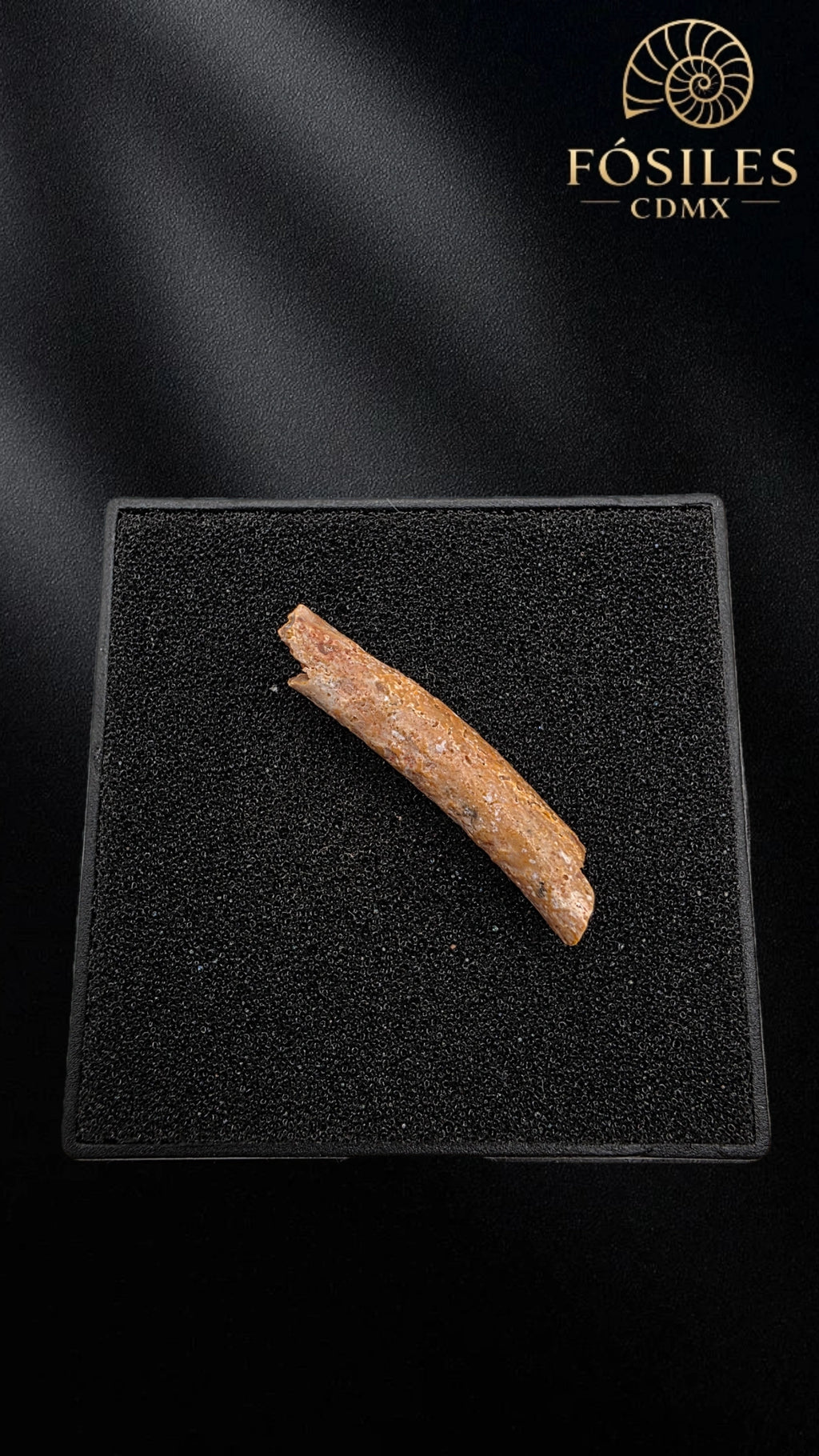 Hueso de ala de pterodactilo #2