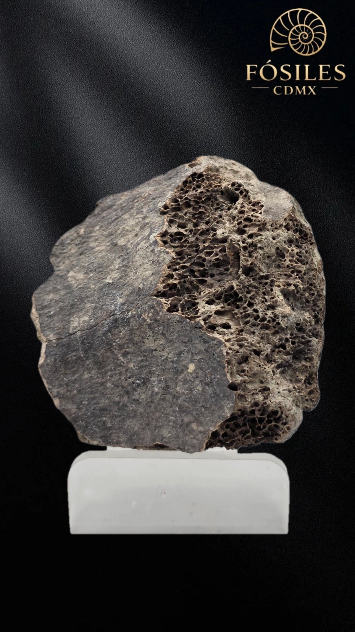 Fragmento de hueso de mamut #5