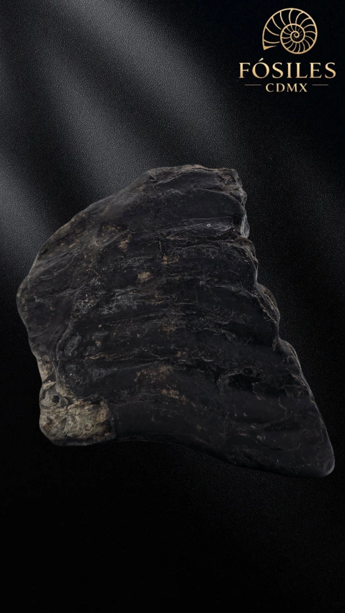Molar de stegodon florensis