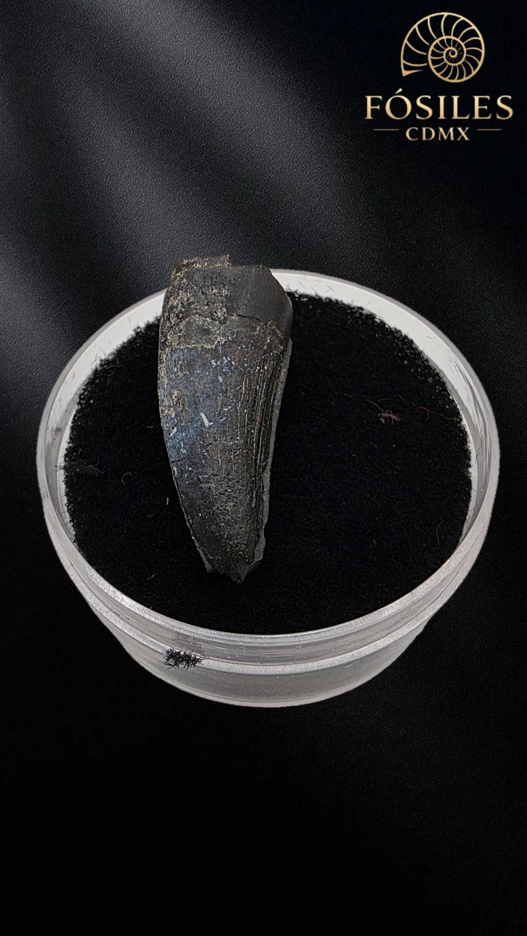 Diente de kaprosuchus (cocodrilo)