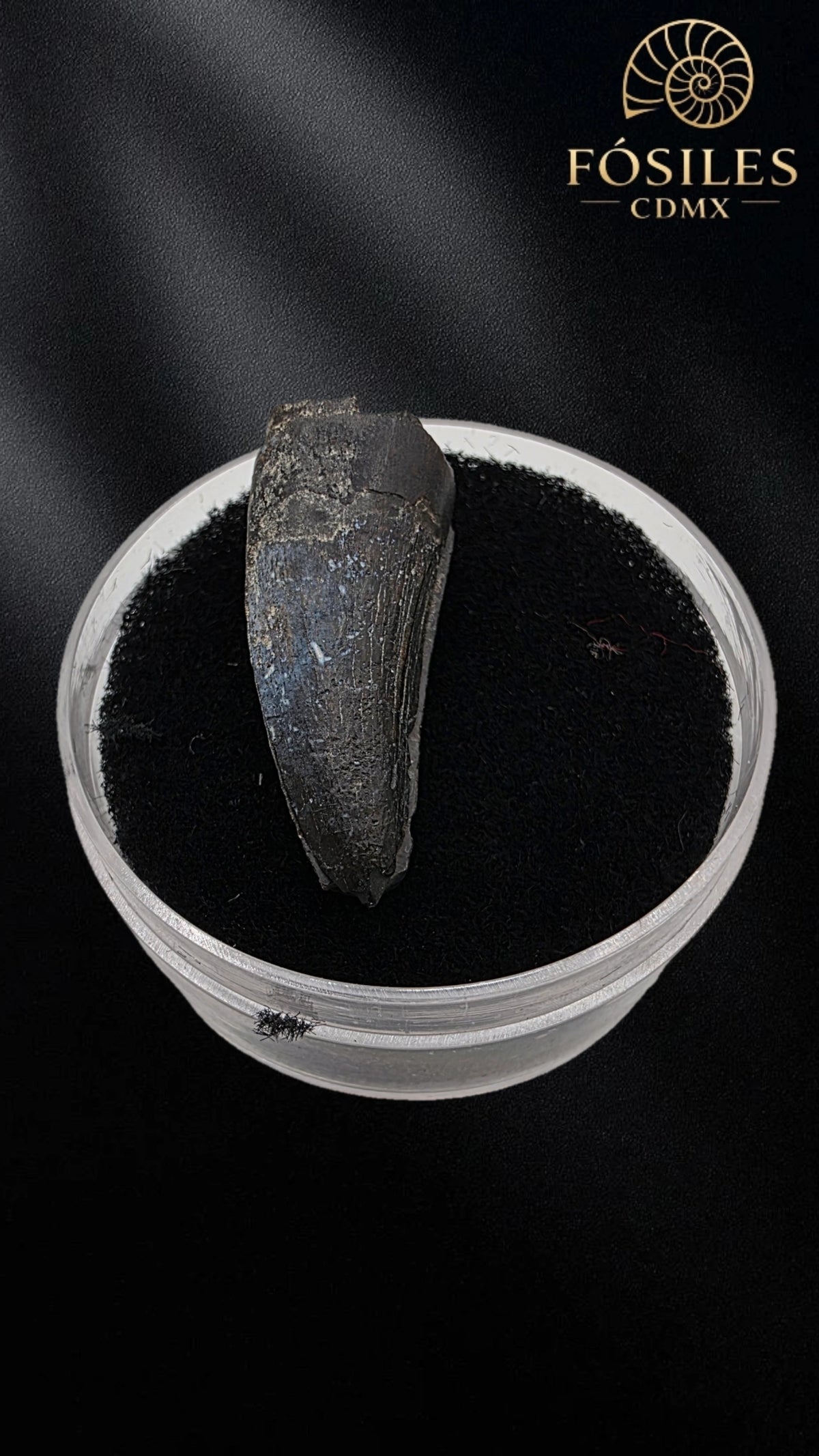 Diente de kaprosuchus (cocodrilo)