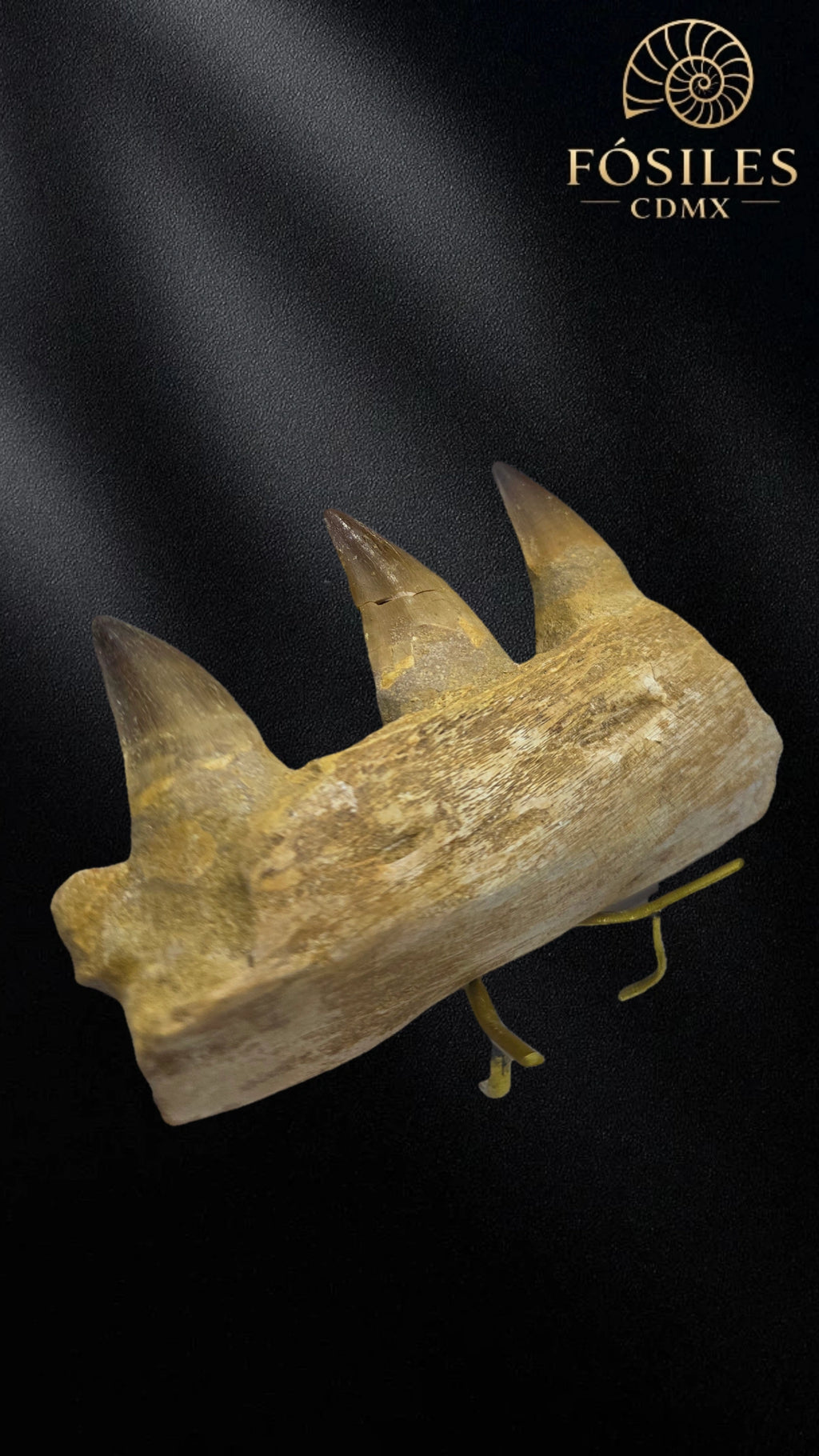 Mandibula de mosasaurio