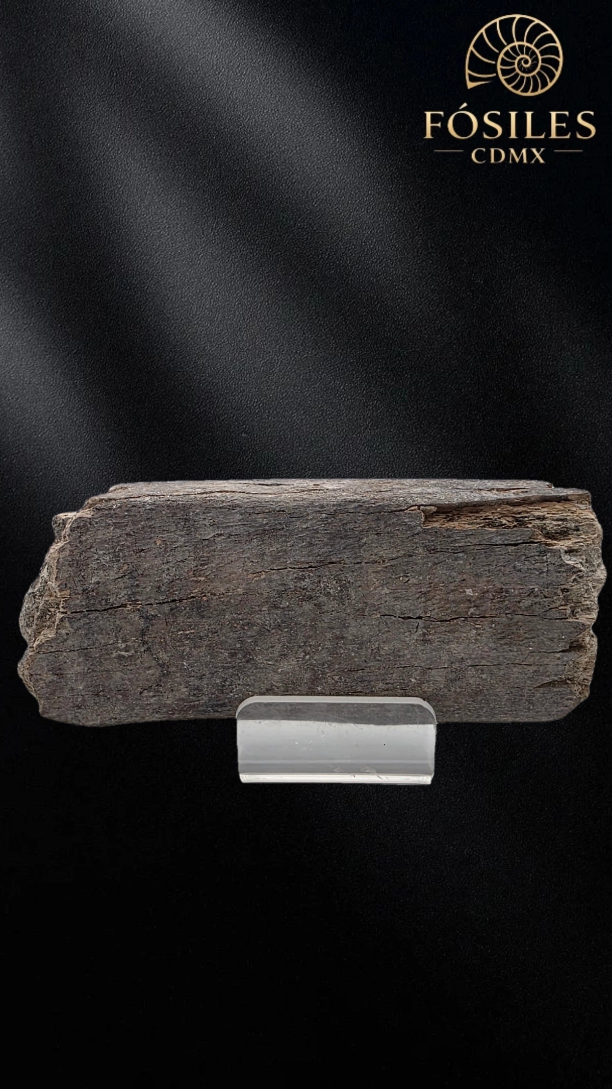 Fragmento de hueso de mamut #9