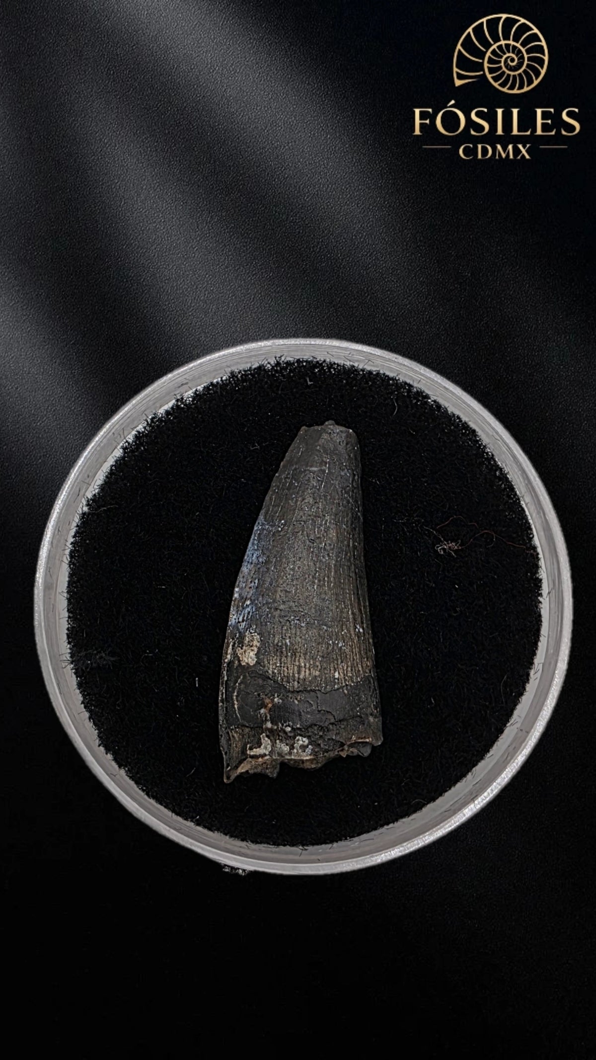 Diente de kaprosuchus (cocodrilo)